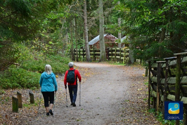 W lesie na wytyczonych scieżkach można uprawiać Nordic Walking